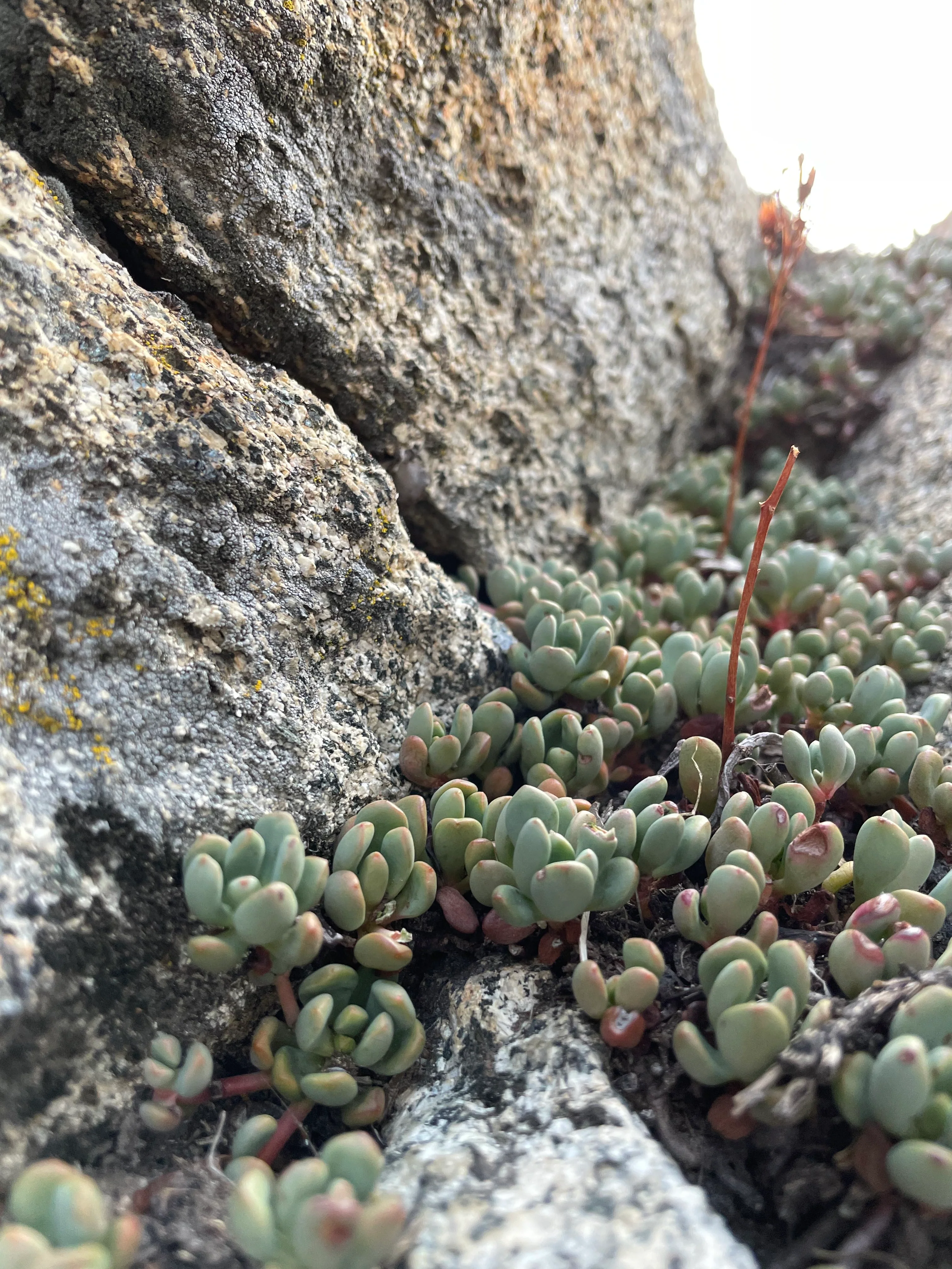 Backpacking Yosemite: Glen Aulin Pass Thru - Image 41