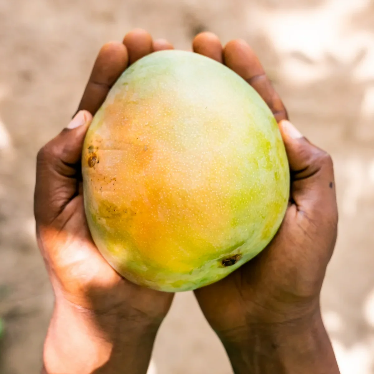 Fruit Bar - Image 8