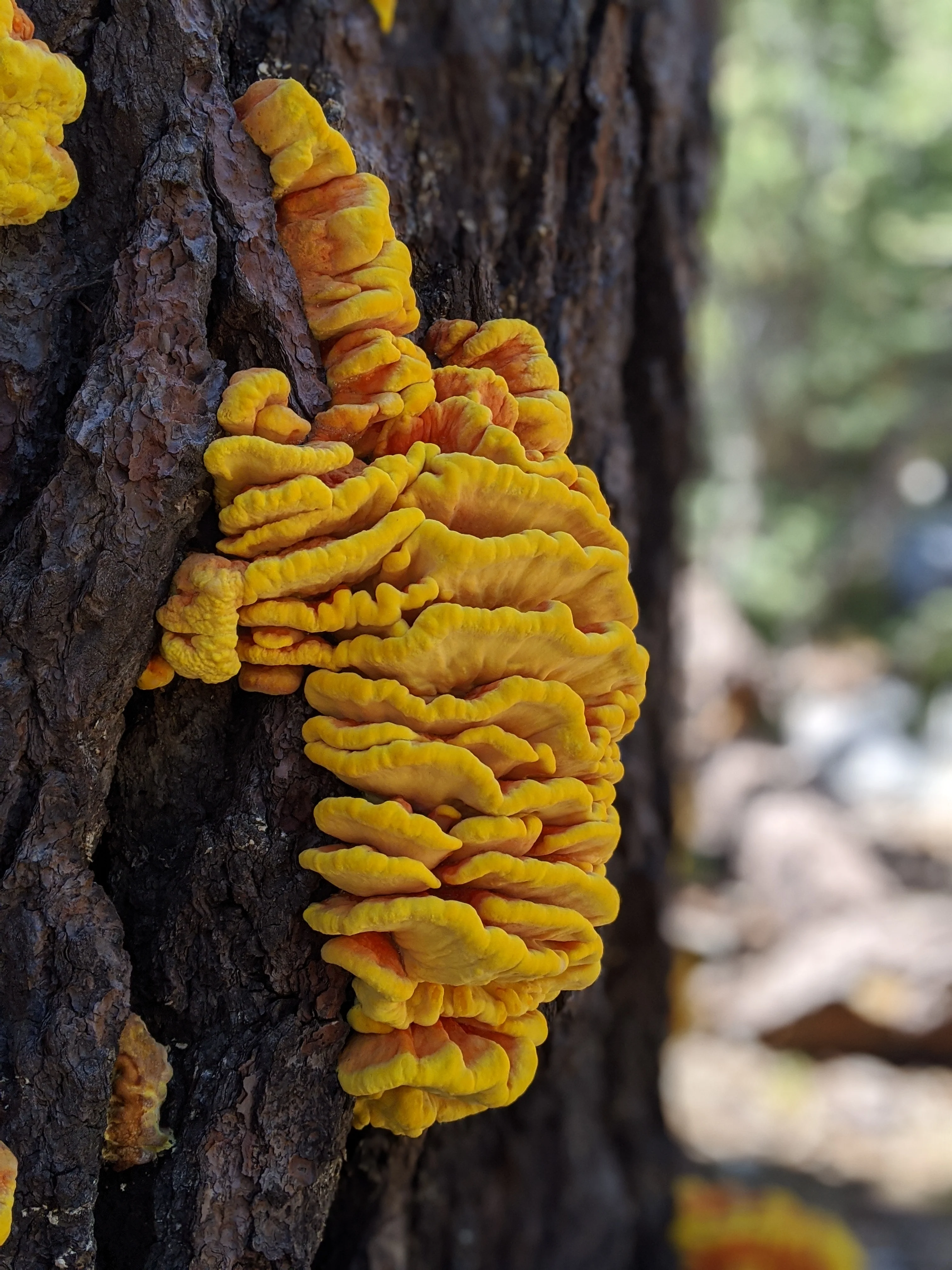 Backpacking Yosemite: Grand Canyon of the Tuolumne River - Image 15