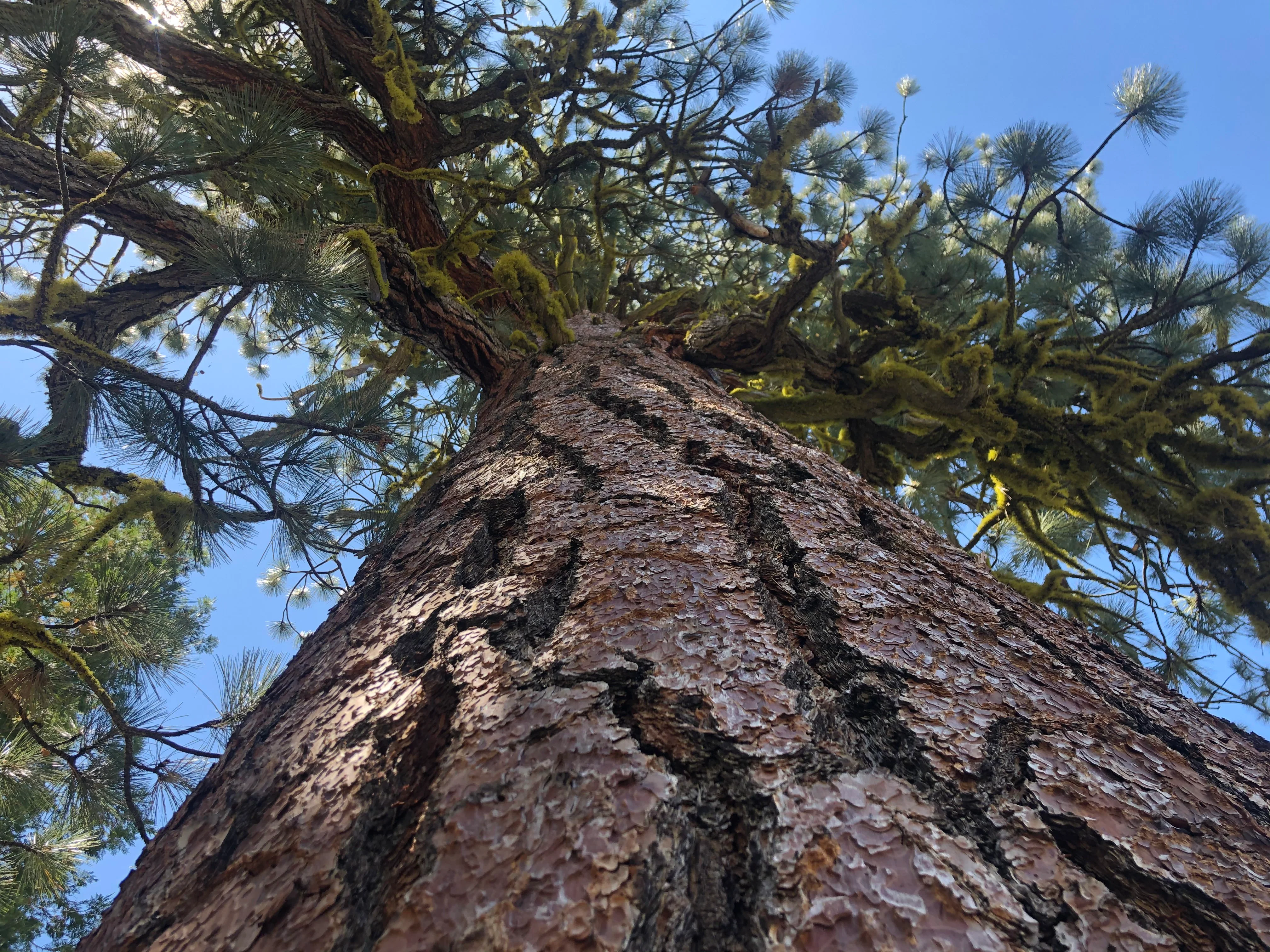 Backpacking Yosemite: Grand Canyon of the Tuolumne River - Image 31
