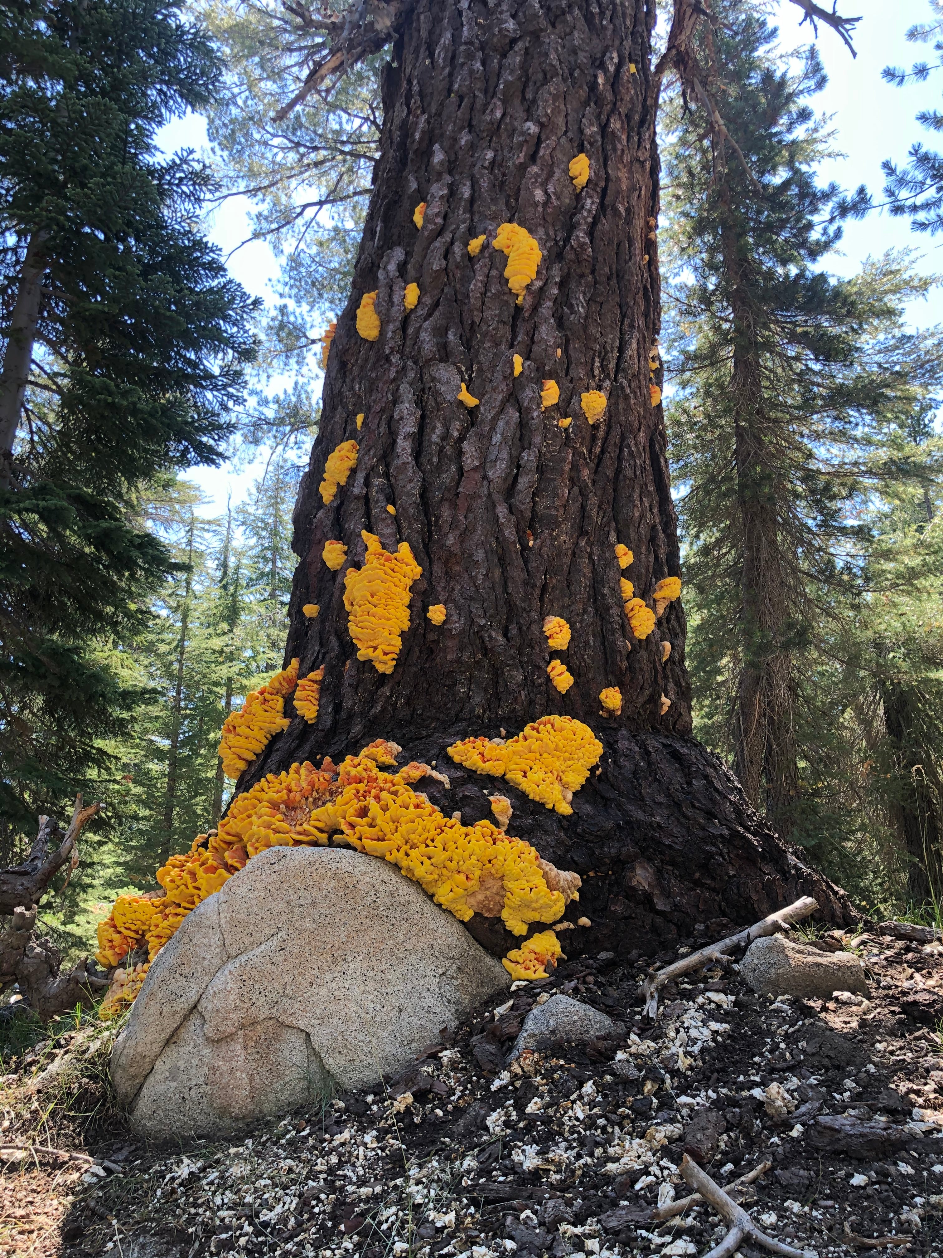 Backpacking Yosemite: Grand Canyon of the Tuolumne River - Image 50