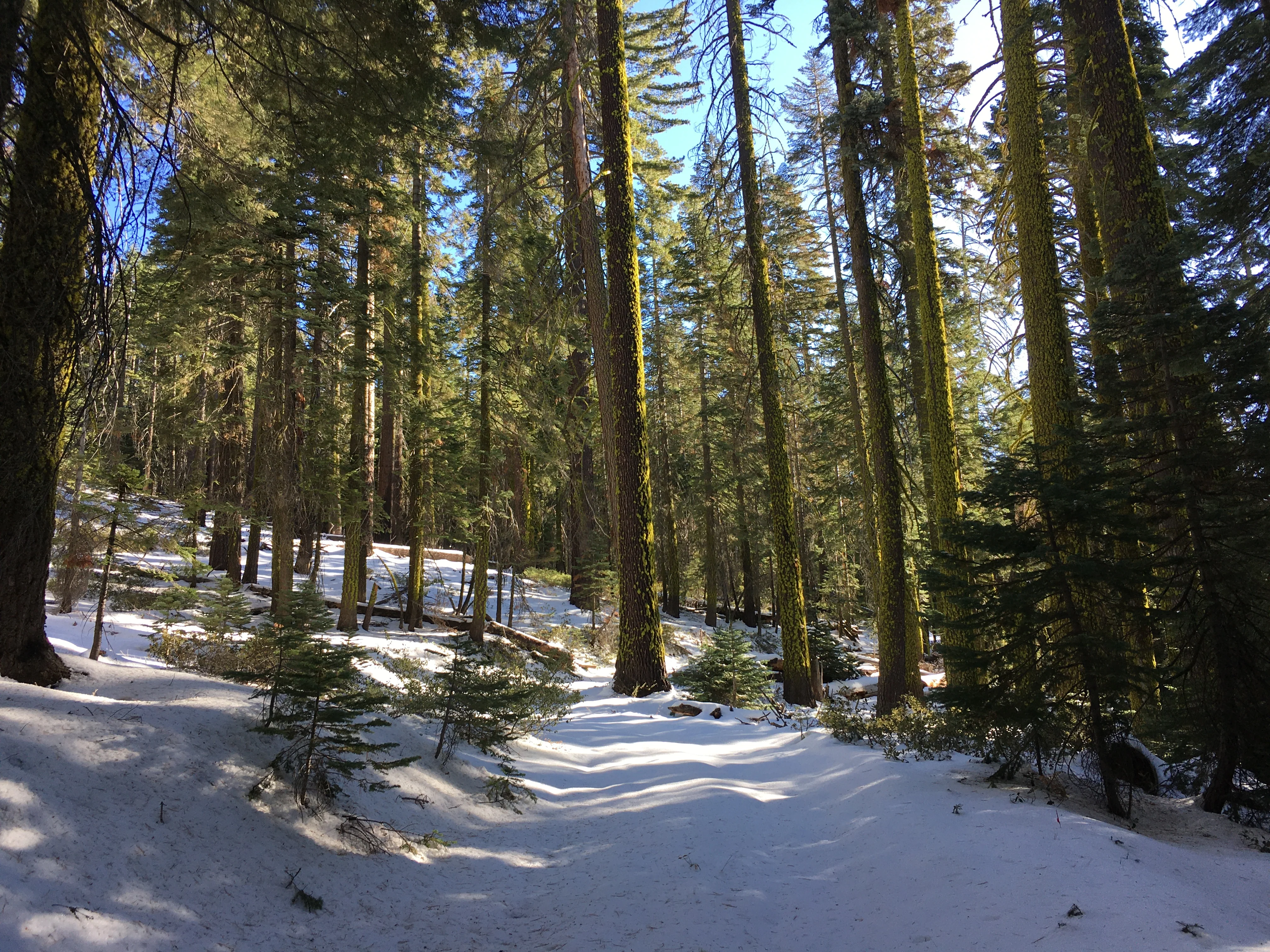 Snowshoeing Yosemite: Dewey Point /Crocker Point Weekend - Image 23