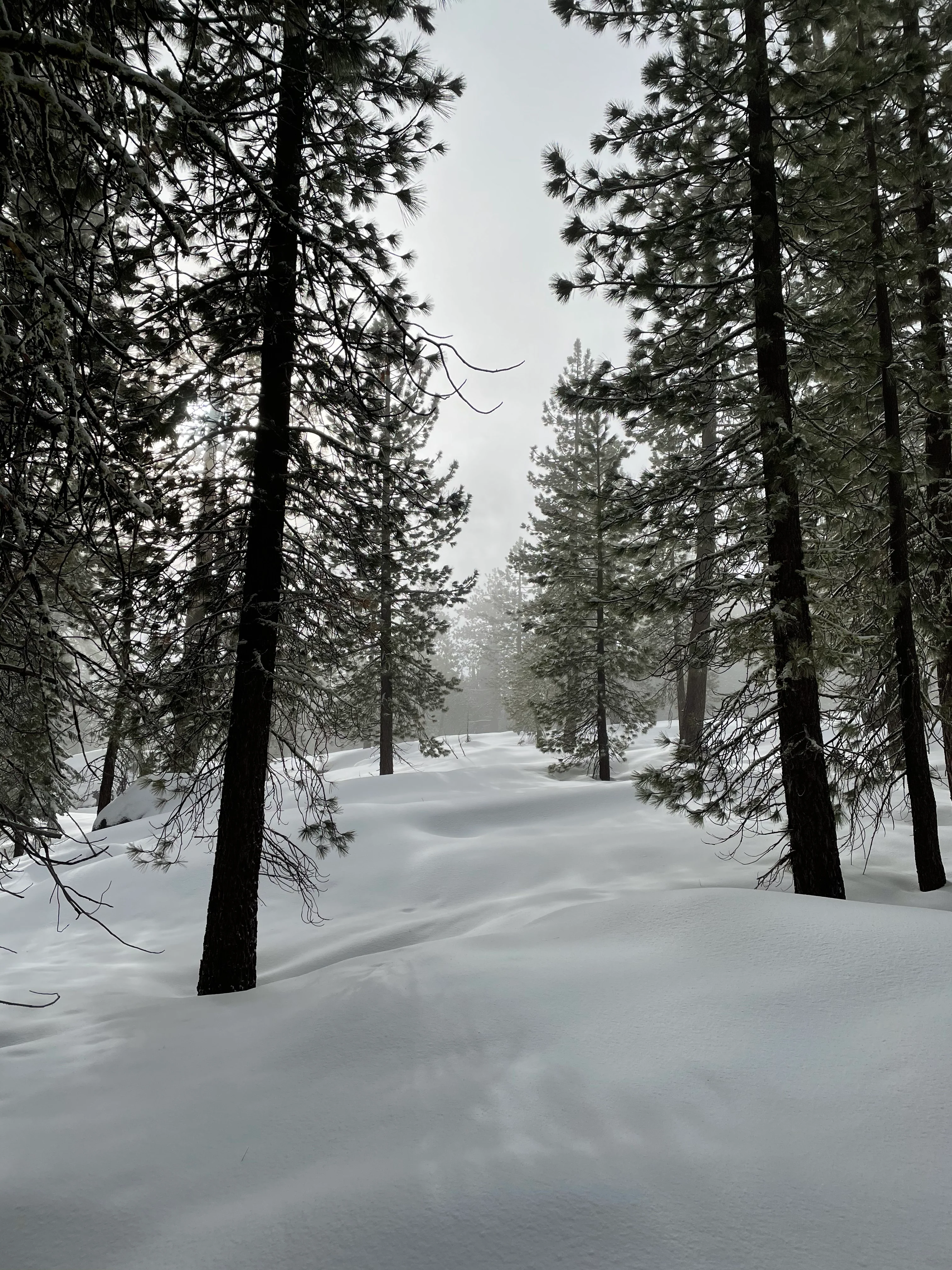Snowshoeing Yosemite: Dewey Point /Crocker Point Weekend - Image 34
