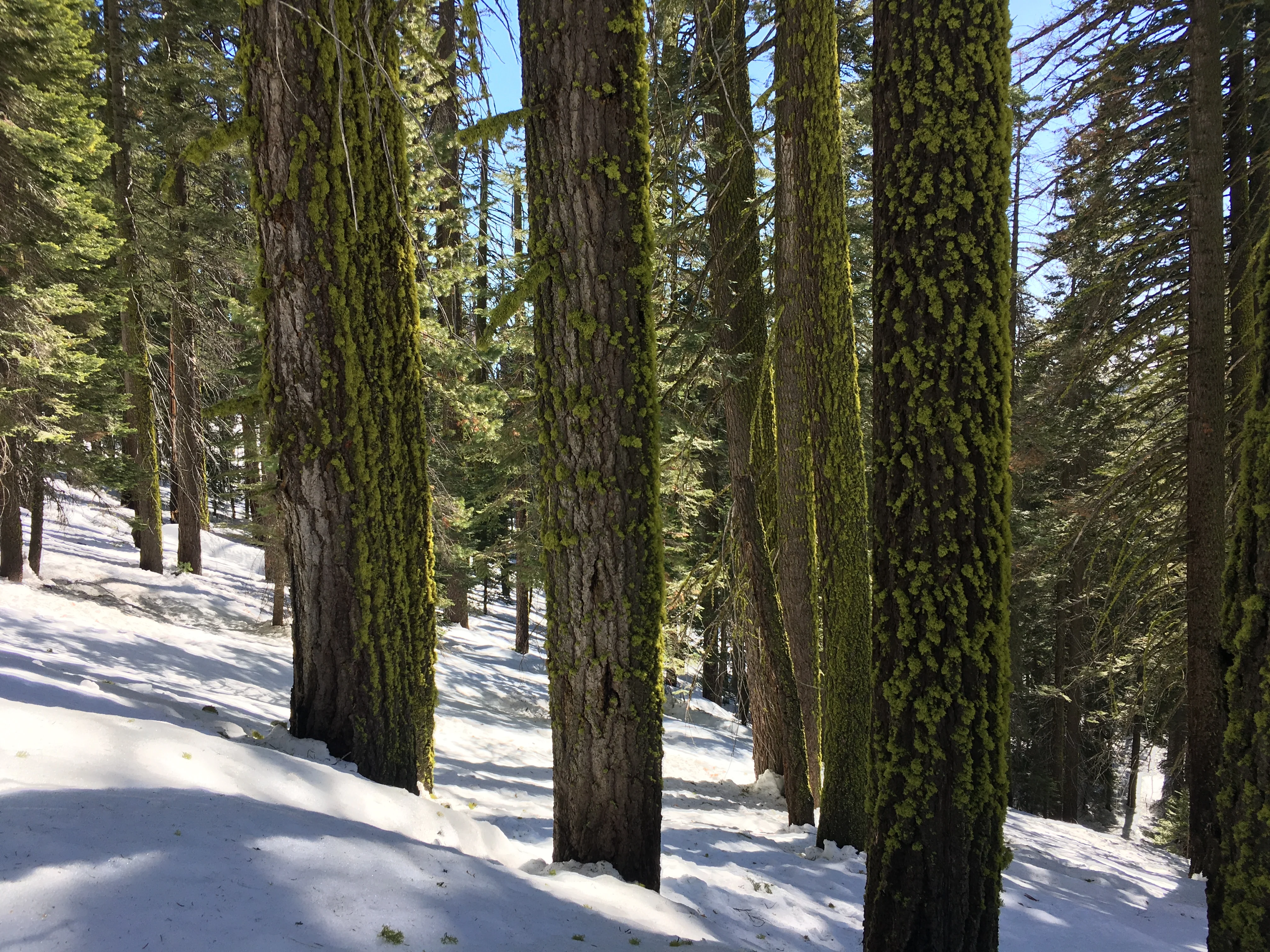 Snowshoeing Yosemite: Dewey Point /Crocker Point Weekend - Image 43