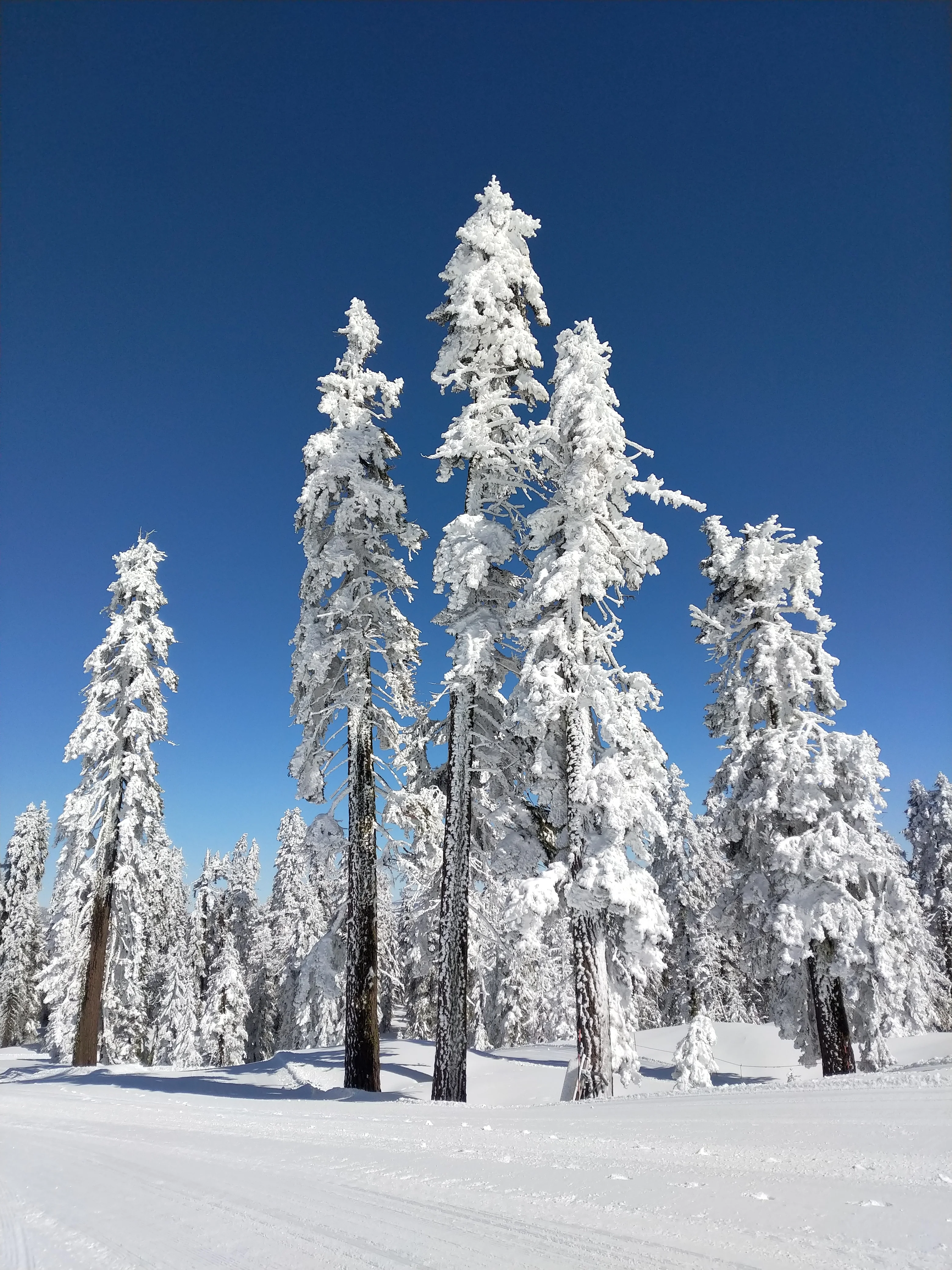 Snowshoeing Yosemite: Dewey Point /Crocker Point Weekend - Image 5